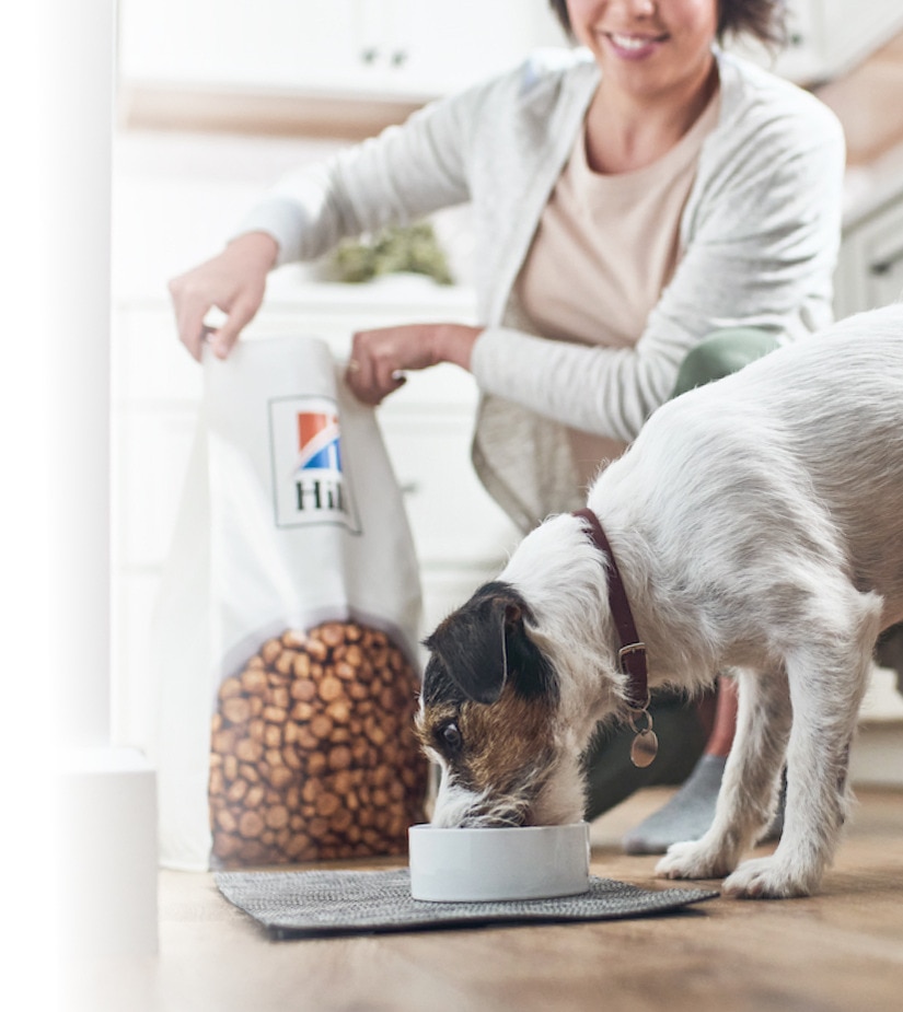 cão a comer comida da Hill's