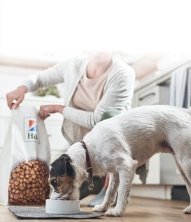 cão a comer comida da Hill's