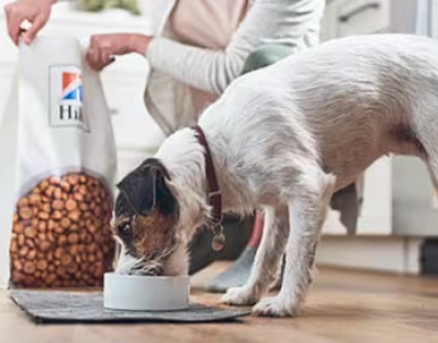 cão a comer um alimento Hill's para cão