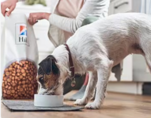 cão a comer um alimento Hill's para cão