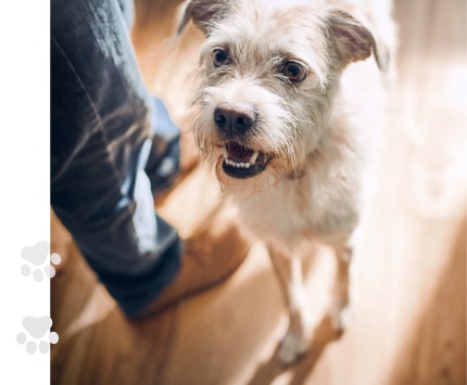 cão a comer alimento