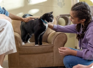 pet parent stroking a black cat with white features