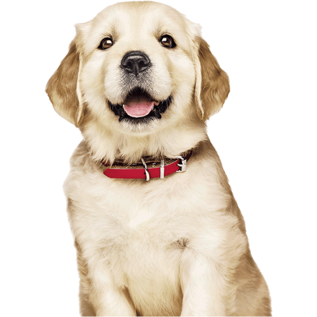 cachorro golden retriever