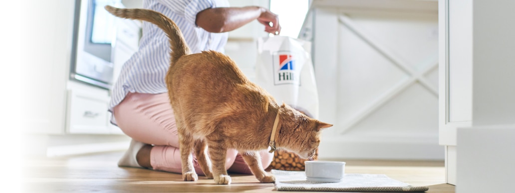 Gato a comer comida da Hill's