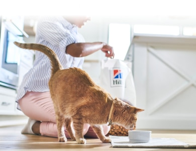 Gato a comer comida da Hill's