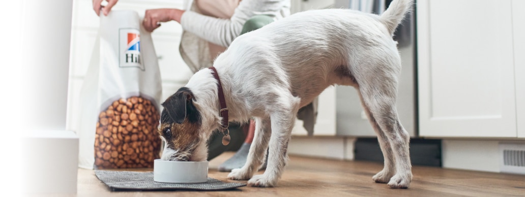 cão a comer comida da Hill's