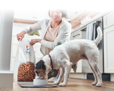 cão a comer comida da Hill's