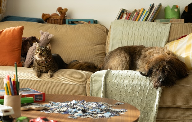 Cão e gato a relaxar no sofá