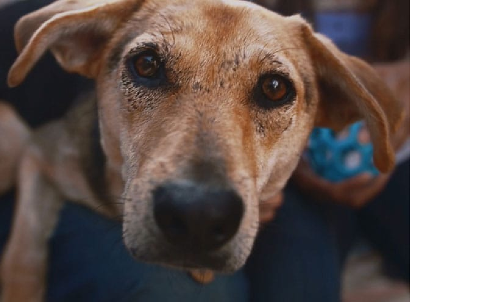 Um cachorro a olhar para a câmara.