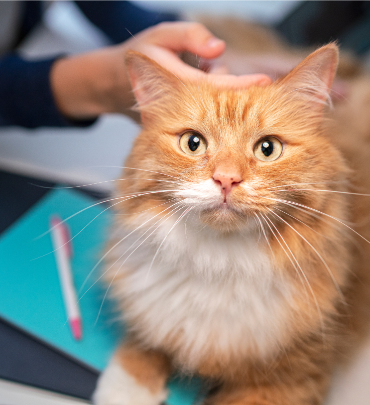 Um gato laranja olha para a máquina fotográfica