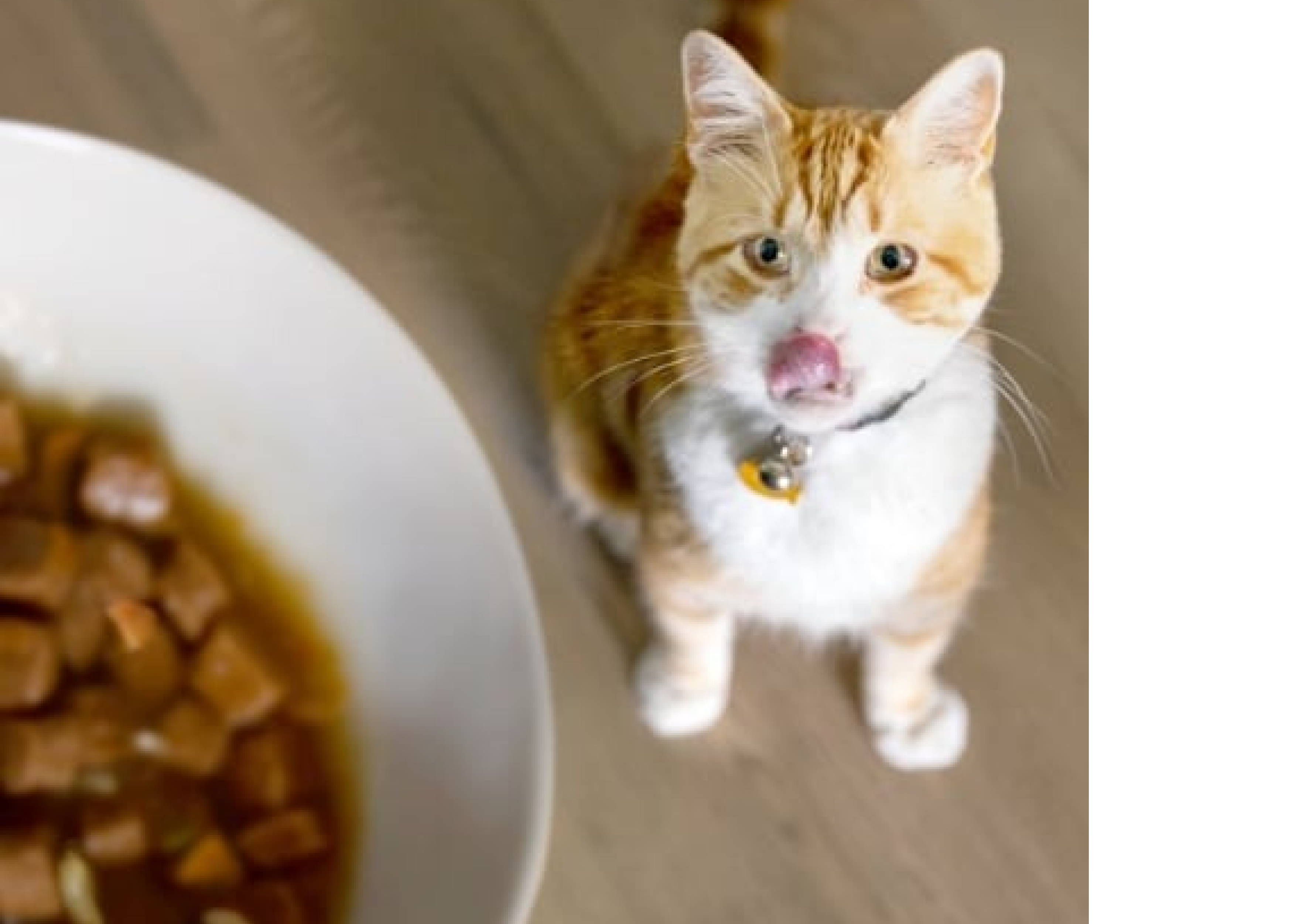 Um gato a olhar para uma tigela com com alimento húmido para gatos.