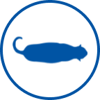 Ícone de gato com excesso de peso