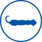 Ícone de gato magro