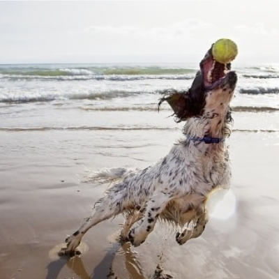 Cão na praia a apanhar uma bola