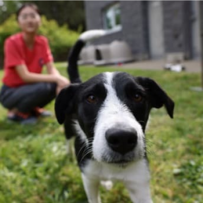 Um cão à frente de uma rapariga jovem