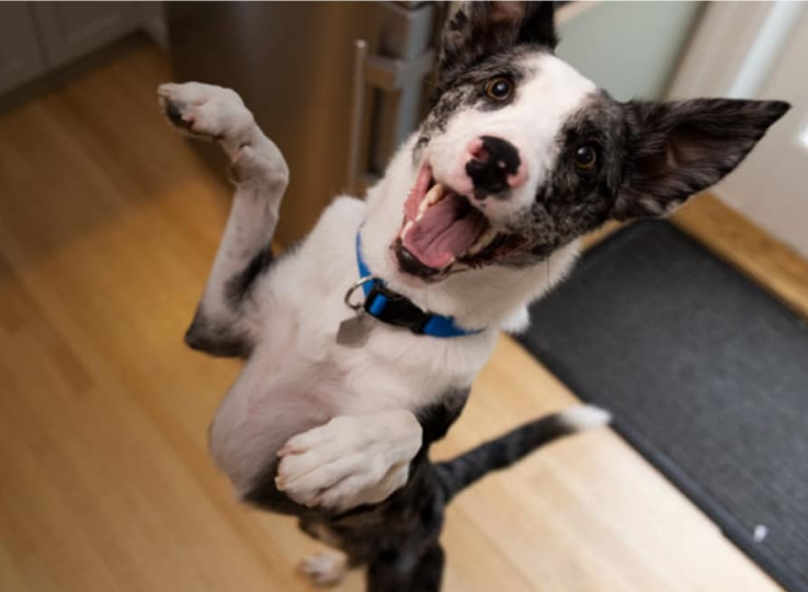 Porque é que ter excesso de peso importa