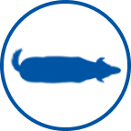 Ícone de cão com excesso de peso