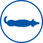 Ícone de cão saudável