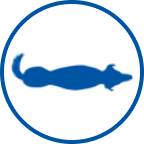  Ícone de cão magro